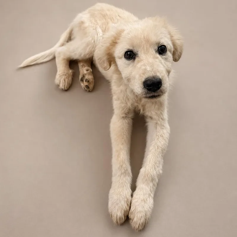 A baby large-sized female Great Pyrenees dog named Cassia for adoption in Phoenix, AZ