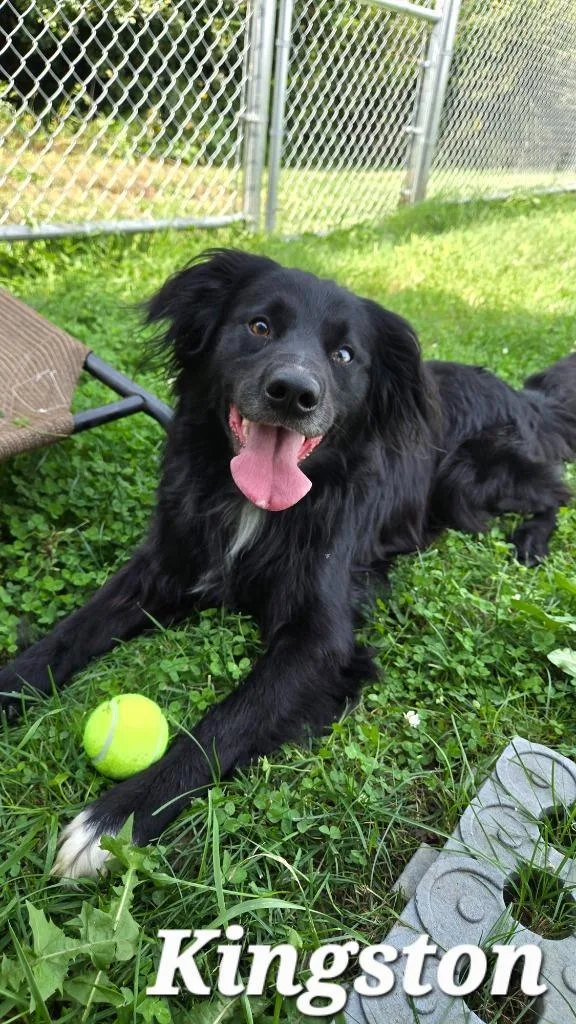 An adult medium-sized male Collie dog named Kingston Yrly for adoption in Sidney, OH