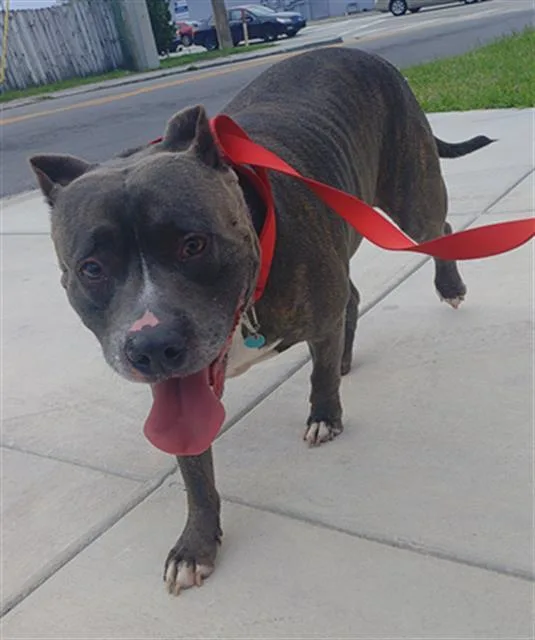 An adult large-sized male American Staffordshire Terrier dog named Kiron for adoption in Fort Lauderdale, FL