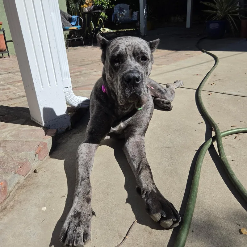 A young extra large-sized female Cane Corso dog named Cinderella for adoption in Sun Valley, CA
