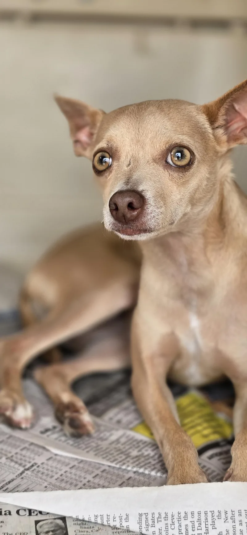 An adult small-sized female Yellow / Tan / Blond / Fawn Chihuahua dog named Hanzelka BLT for adoption in Missouri City, TX