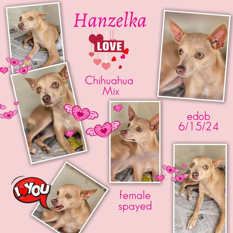 Hanzelka BLT thumbnail 2