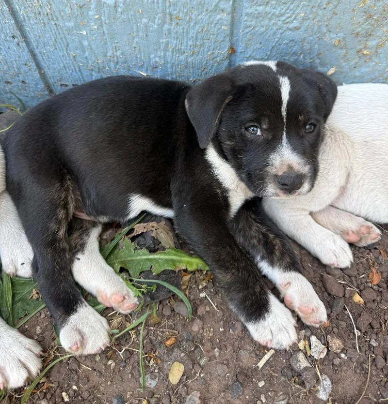 A baby medium-sized male Dalmatian dog named Charlie for adoption in Newport Beach, CA