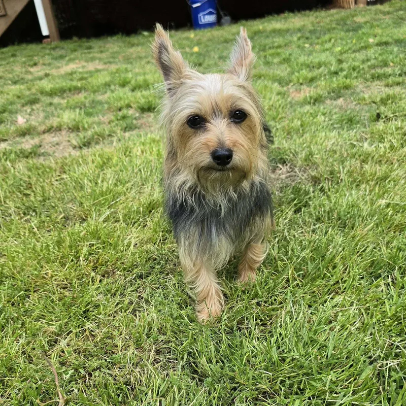 A young medium-sized female Yorkshire Terrier dog named Cleo for adoption in Greenville, SC