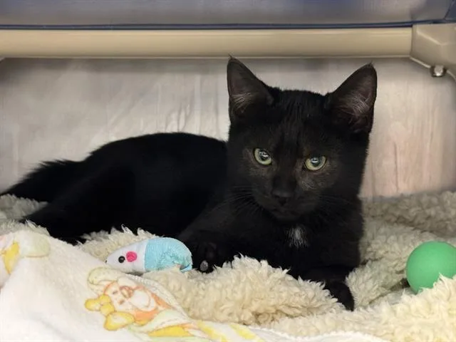 A baby small-sized female Domestic Short Hair cat named Poe for adoption in Palo Alto, CA