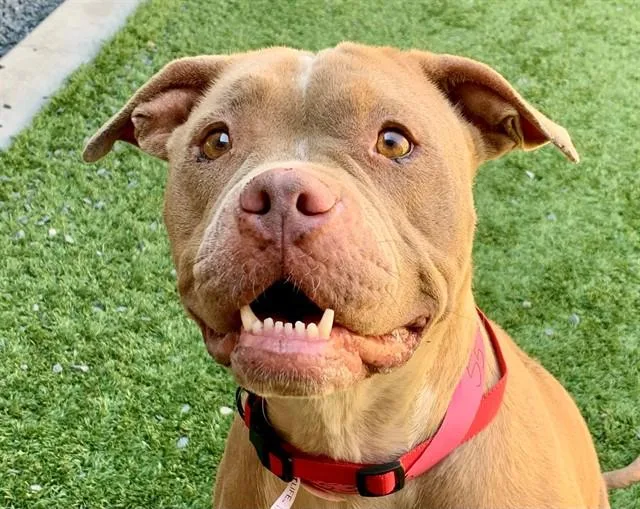 An adult medium-sized female Yellow / Tan / Blond / Fawn Pit Bull Terrier dog named SAVE ME PLEASE Bell for adoption in San Marcos, CA