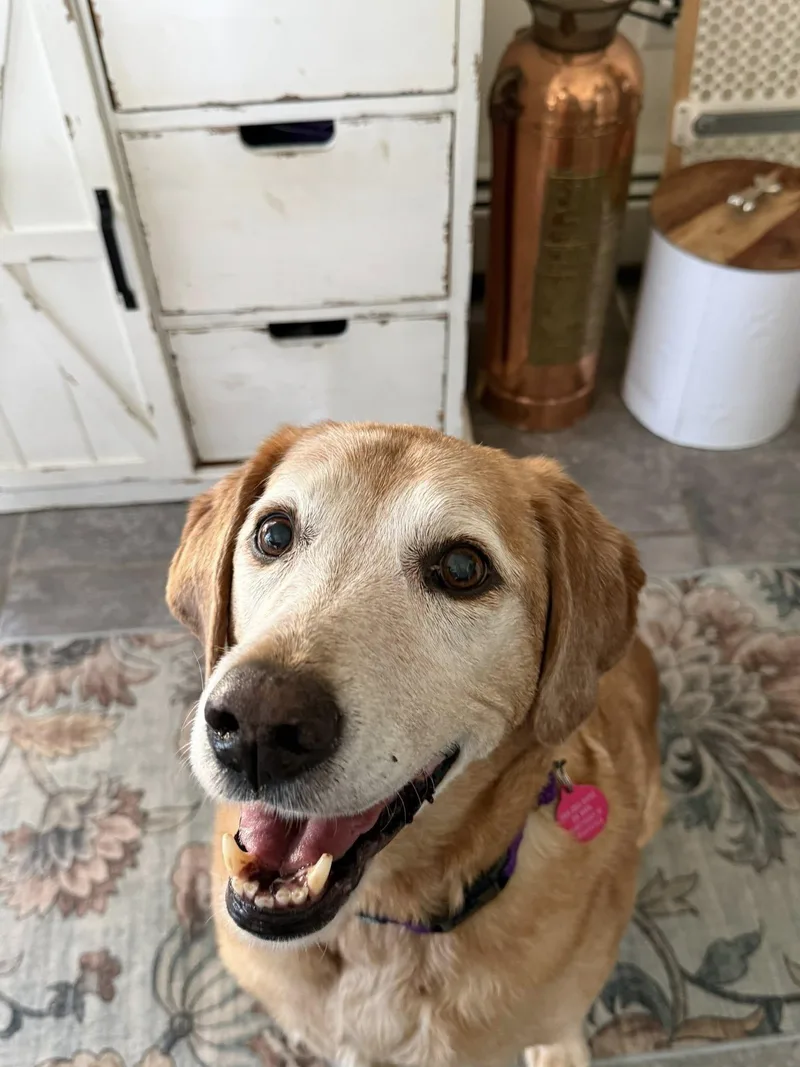 A senior medium-sized female Yellow / Tan / Blond / Fawn Labrador Retriever dog named Ginger for adoption in Breinigsville, PA