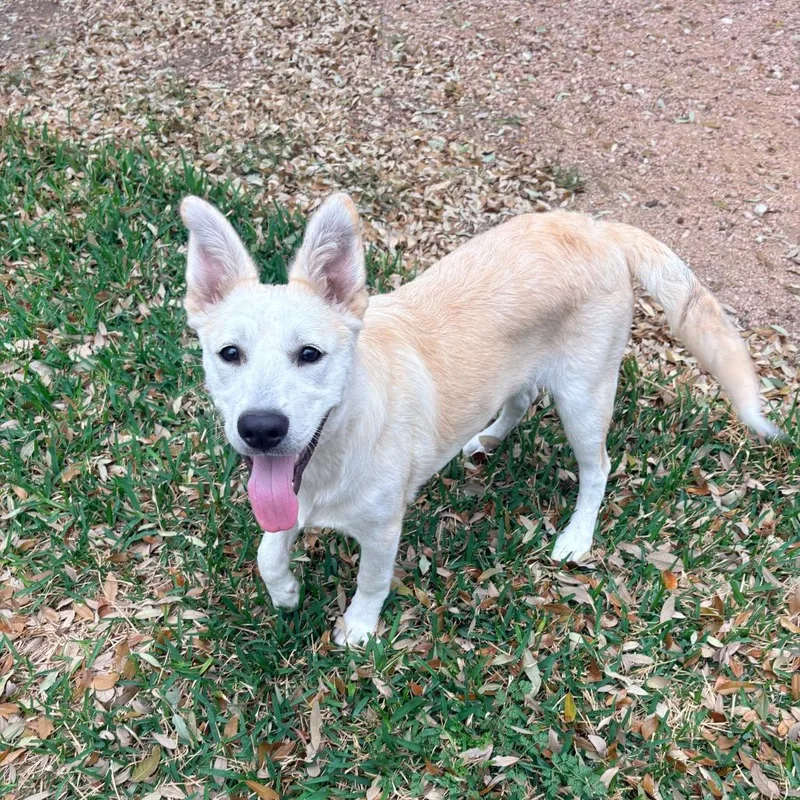 A baby medium-sized male White / Cream Carolina Dog dog named Chicken Nugget for adoption in Seguin, TX