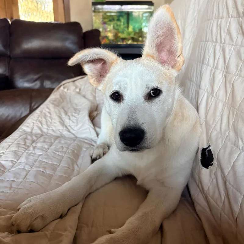 Chicken Nugget thumbnail 4