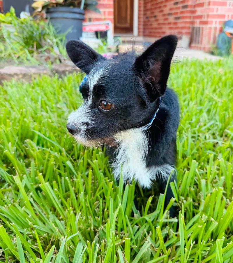 Oreo