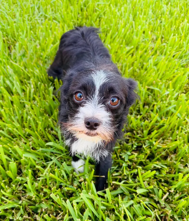 Oreo thumbnail 3