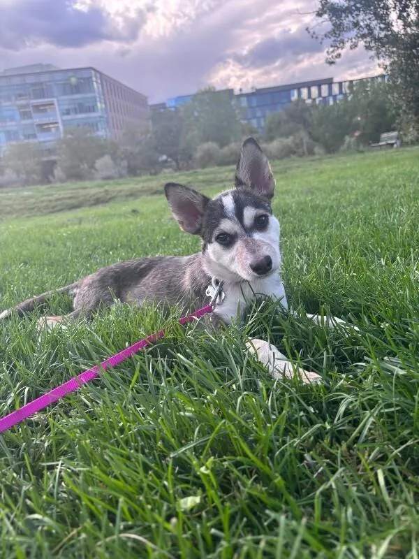 Aspen thumbnail 6
