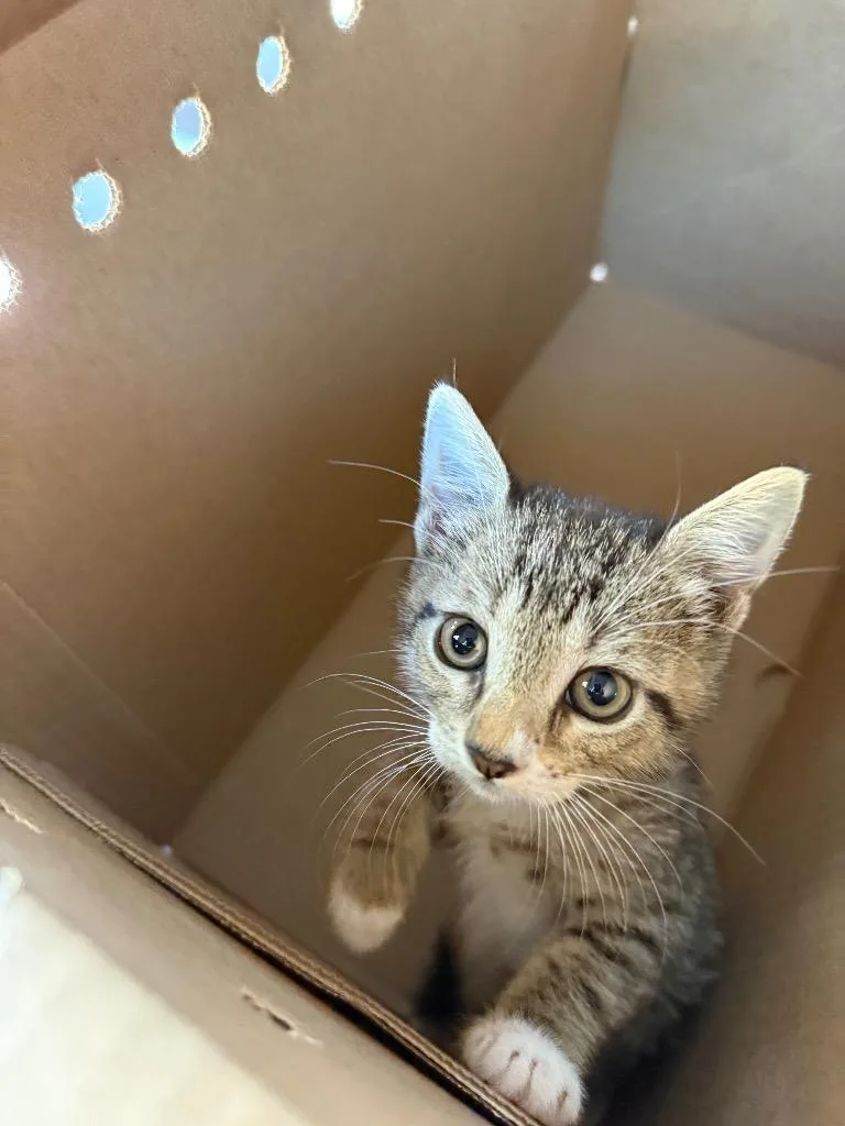 A baby medium-sized female Domestic Short Hair cat named Dawn port richey for adoption in Tampa, FL