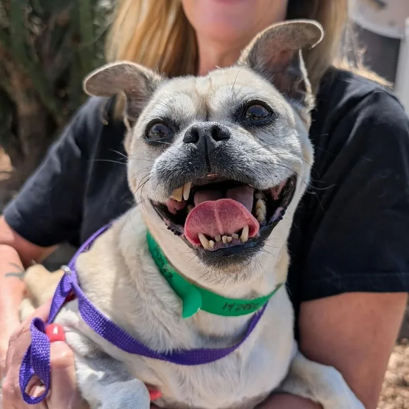 A senior medium-sized female Pug dog named Luna Ellipses for adoption in Ramona, CA