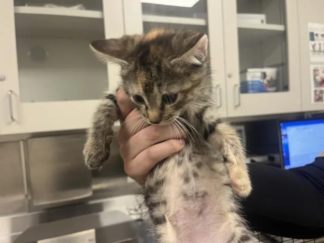 A baby small-sized female Domestic Short Hair cat named Cecily for adoption in San Luis Obispo, CA