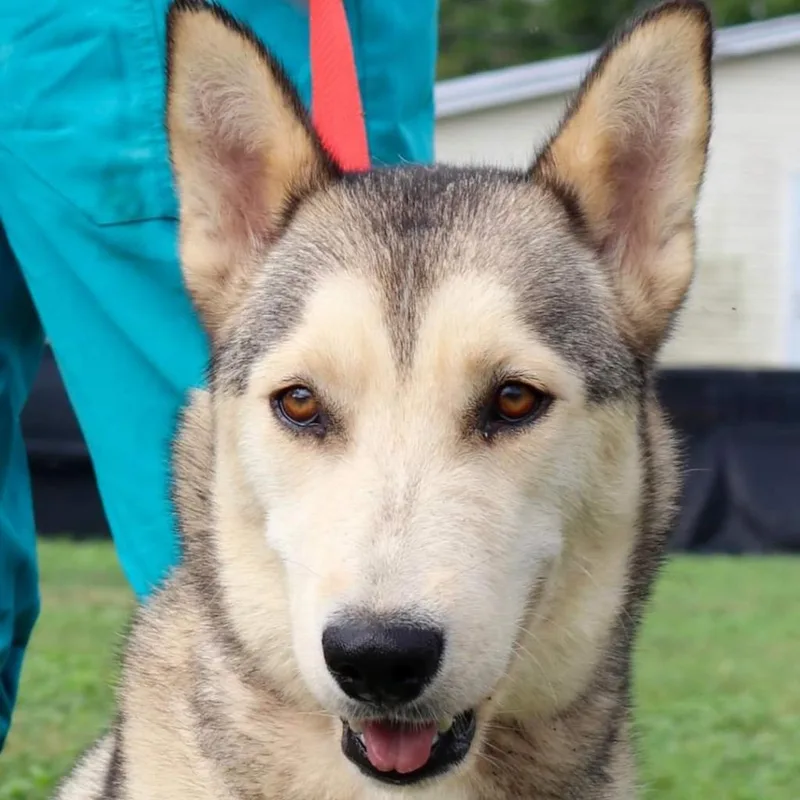 Simi Jum thumbnail 2