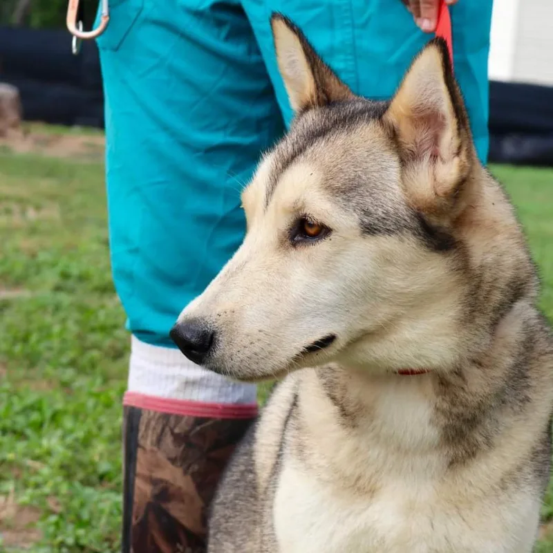 Simi Jum thumbnail 4