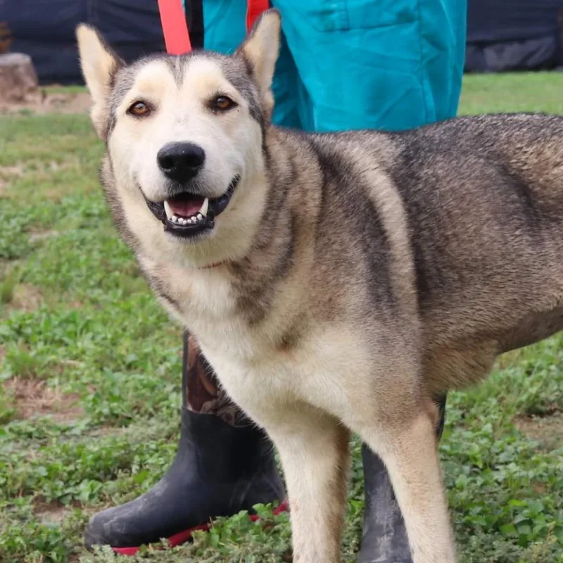 Simi Jum thumbnail 5