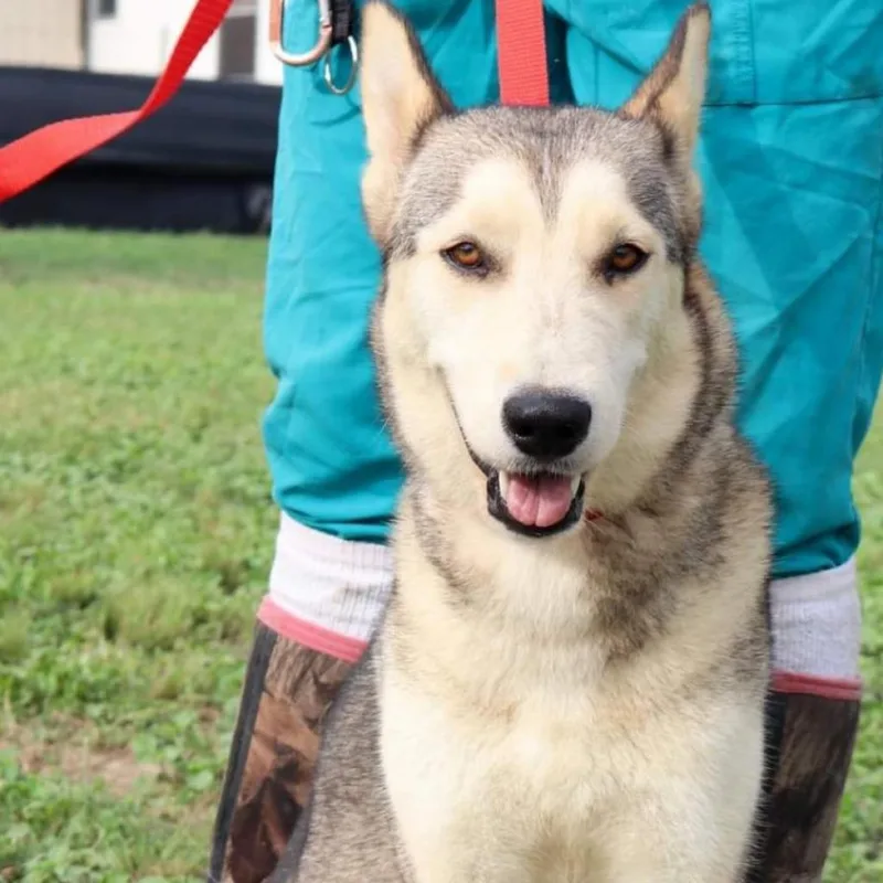 Simi Jum thumbnail 6