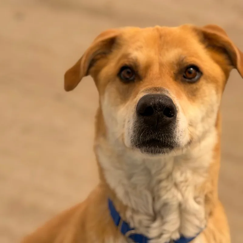 An adult medium-sized male Yellow / Tan / Blond / Fawn Mixed Breed dog named Montey for adoption in Durango, CO