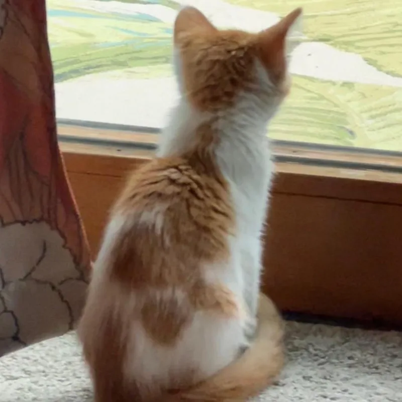 A baby small-sized female Orange / Red Domestic Short Hair cat named Oby C for adoption in Minnetonka, MN