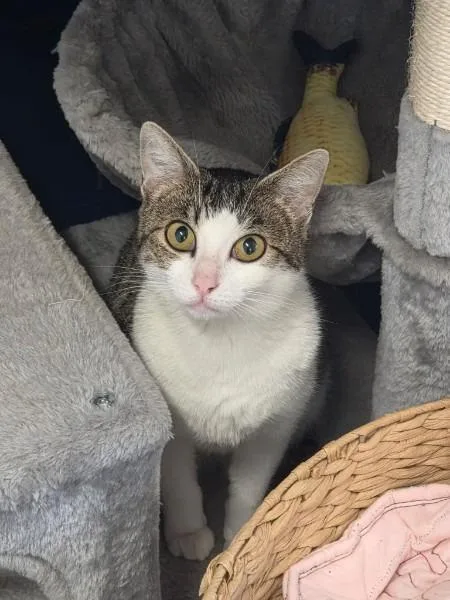 A young medium-sized female Domestic Short Hair cat named Devorella for adoption in Athens, AL