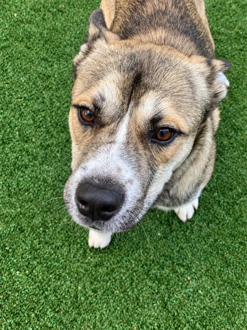 An adult medium-sized male Shepherd dog named Brutus for adoption in Windcrest, TX