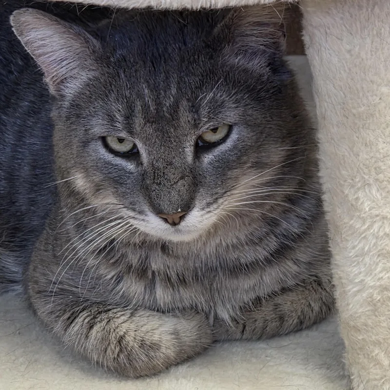 Joe Hill thumbnail 3