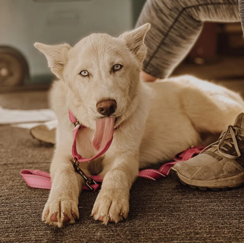 An adult large-sized male Siberian Husky dog named Puddles for adoption in West Richland, WA