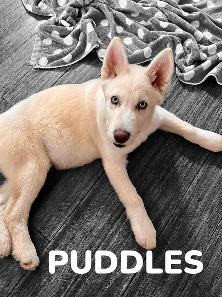 Puddles thumbnail 3