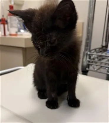 A baby small-sized male Domestic Short Hair cat named Wybie for adoption in Hagerstown, MD