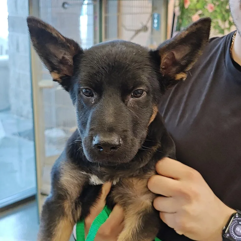 A baby small-sized male Black German Shepherd Dog dog named Iepastray for adoption in Upland, CA