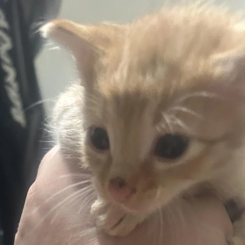 A baby small-sized male Domestic Short Hair cat named Cheeto for adoption in Fayetteville, AR