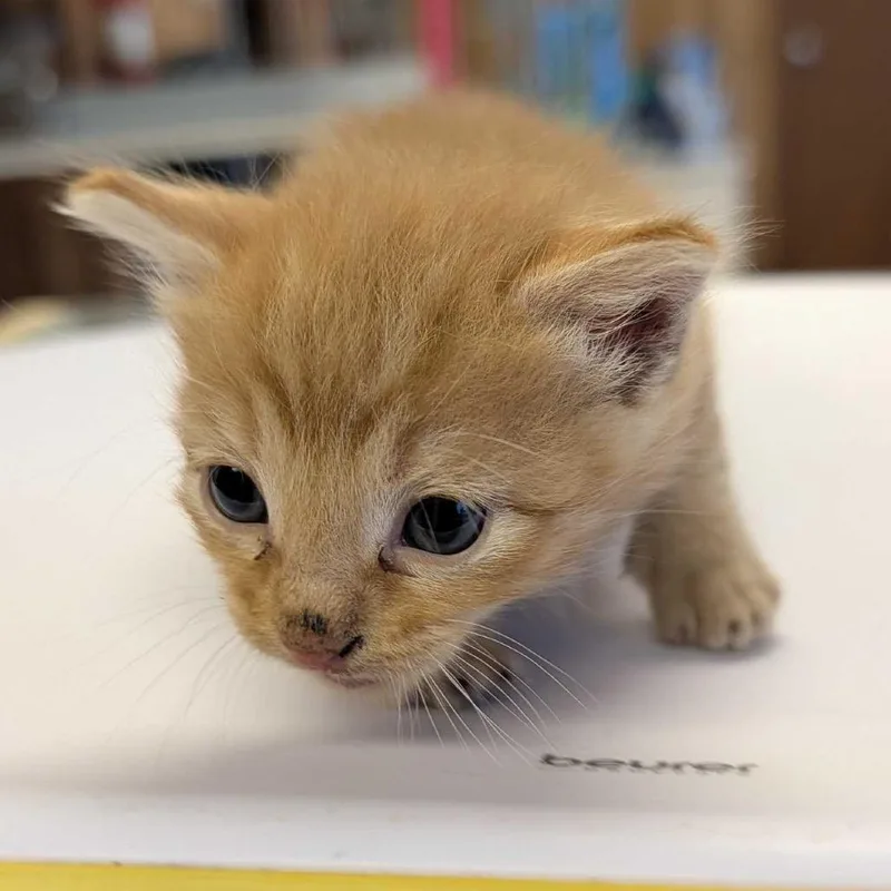 Cheeto thumbnail 2