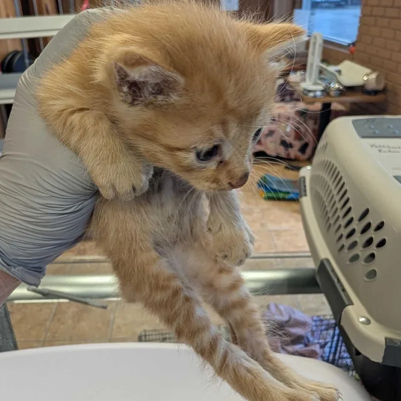 Cheeto thumbnail 3