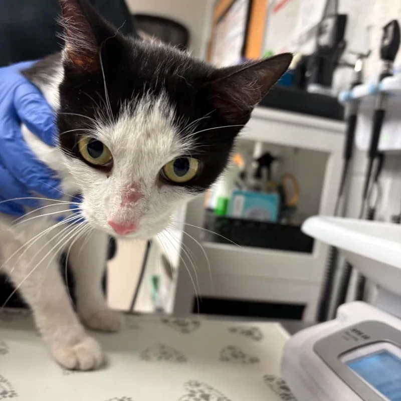 An adult medium-sized female Black Domestic Short Hair cat named Selma for adoption in Birdsboro, PA