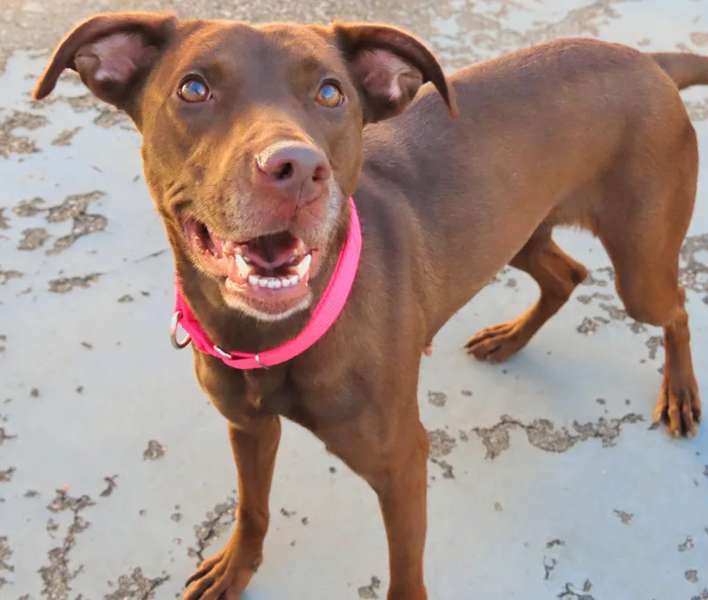 An adult large-sized female Black Labrador Retriever dog named Charlie for adoption in Amityville, NY