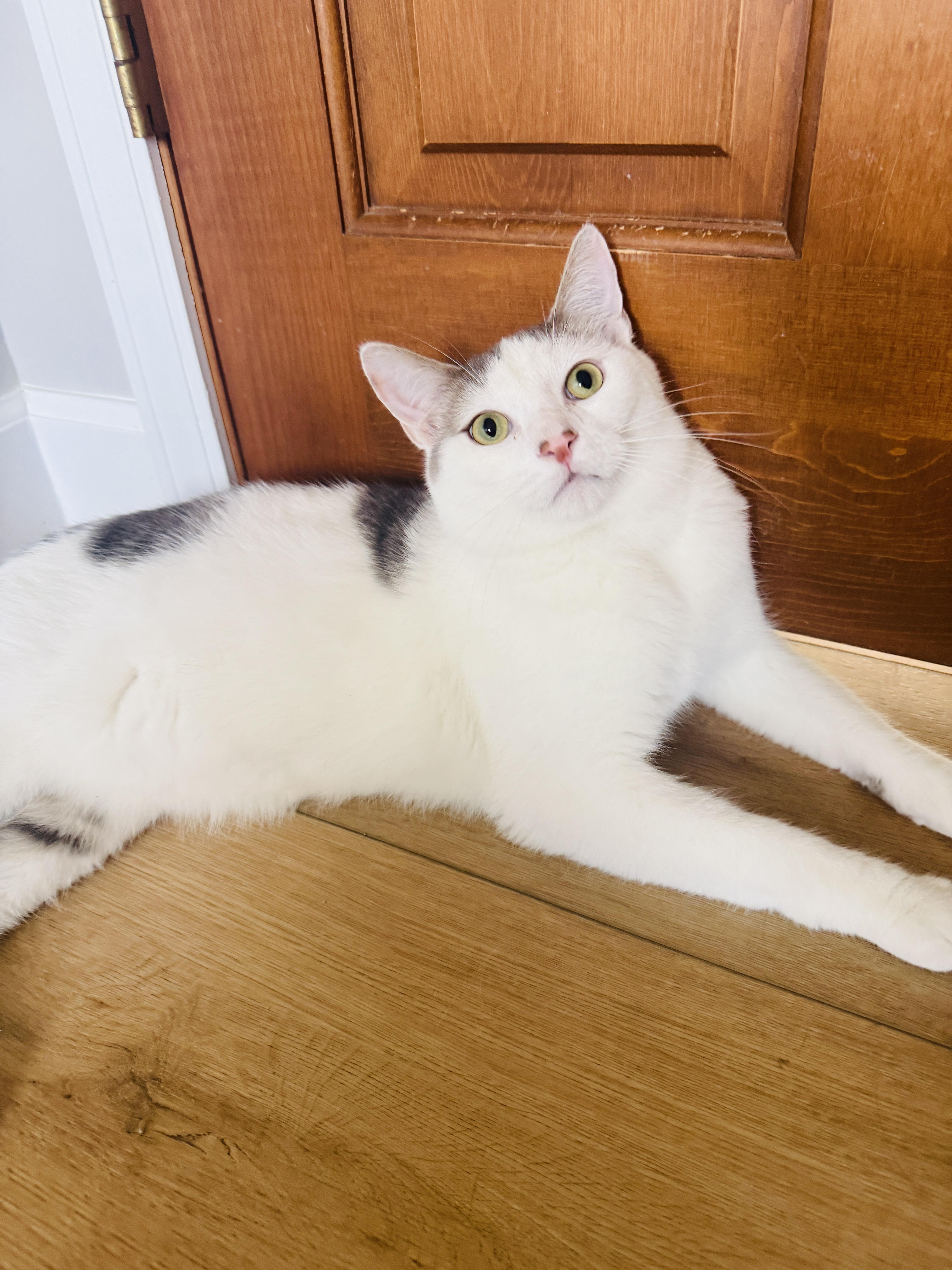 An adult large-sized male Domestic Short Hair cat named Toby for adoption in Chicago, IL