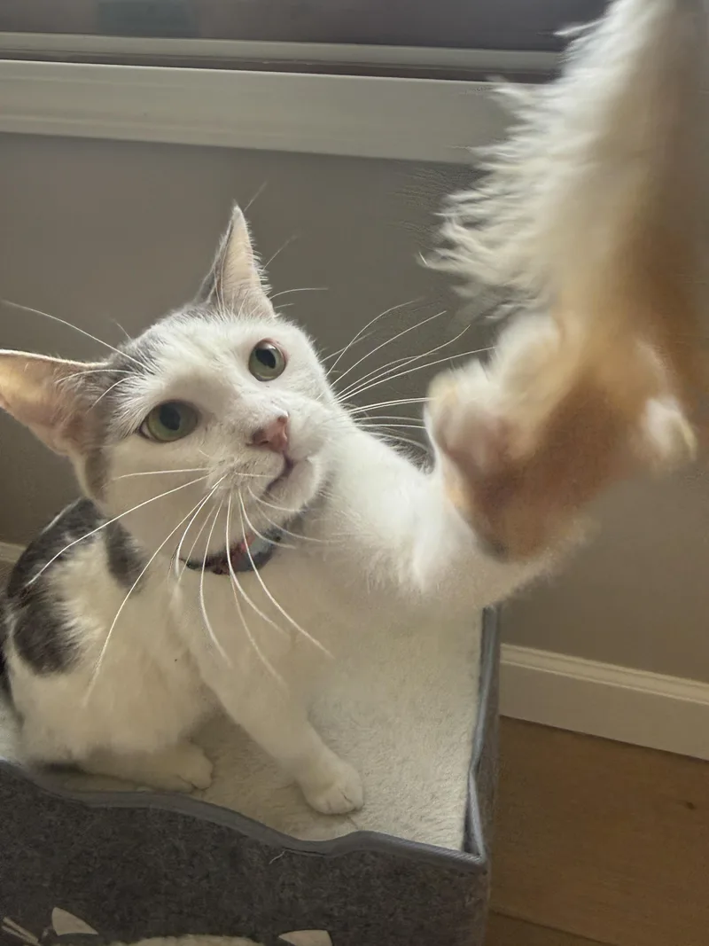 Toby thumbnail 4