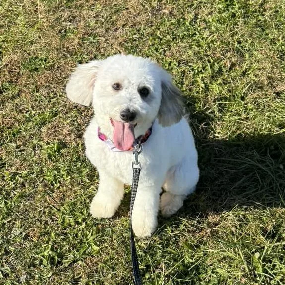 An adult small-sized female White / Cream Standard Poodle dog named Bella for adoption in Martinsburg, WV