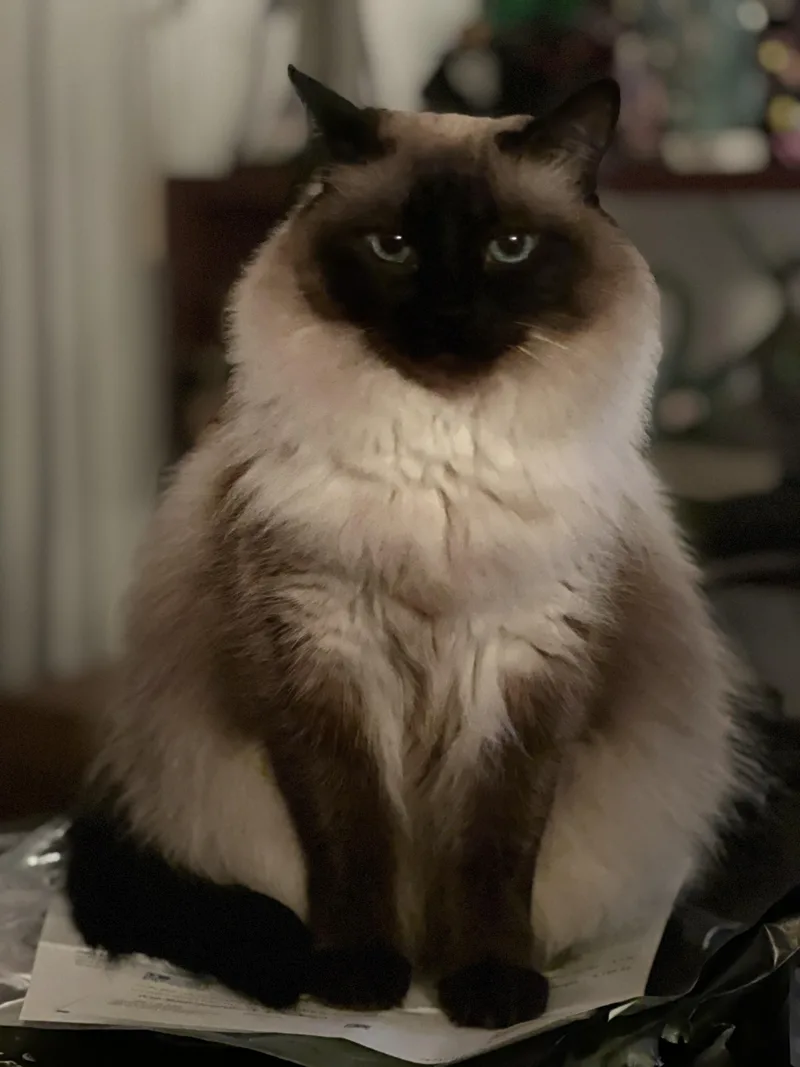 An adult medium-sized female Ragdoll cat named Yuki for adoption in Los Angeles, CA