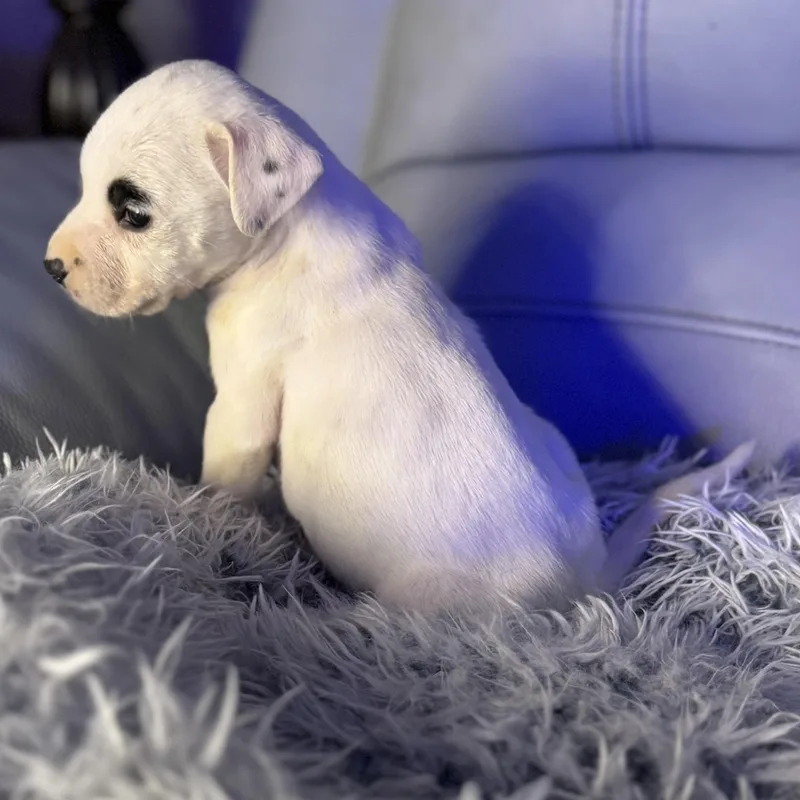 Toulouse thumbnail 2