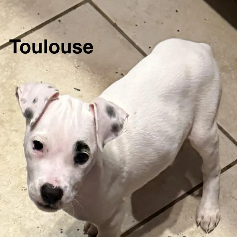 Toulouse thumbnail 6