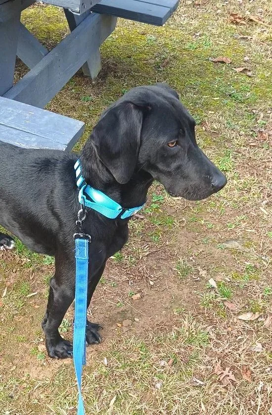 A young medium-sized male Black Labrador Retriever dog named Cole for adoption in Pegram, TN