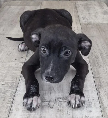 An adult small-sized male Terrier dog named Arnie for adoption in Shreveport, LA
