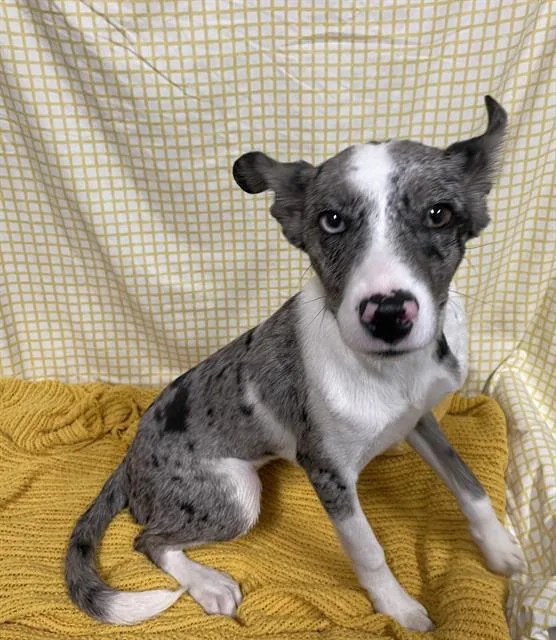 A young small-sized female Australian Cattle Dog / Blue Heeler dog named A for adoption in Modesto, CA