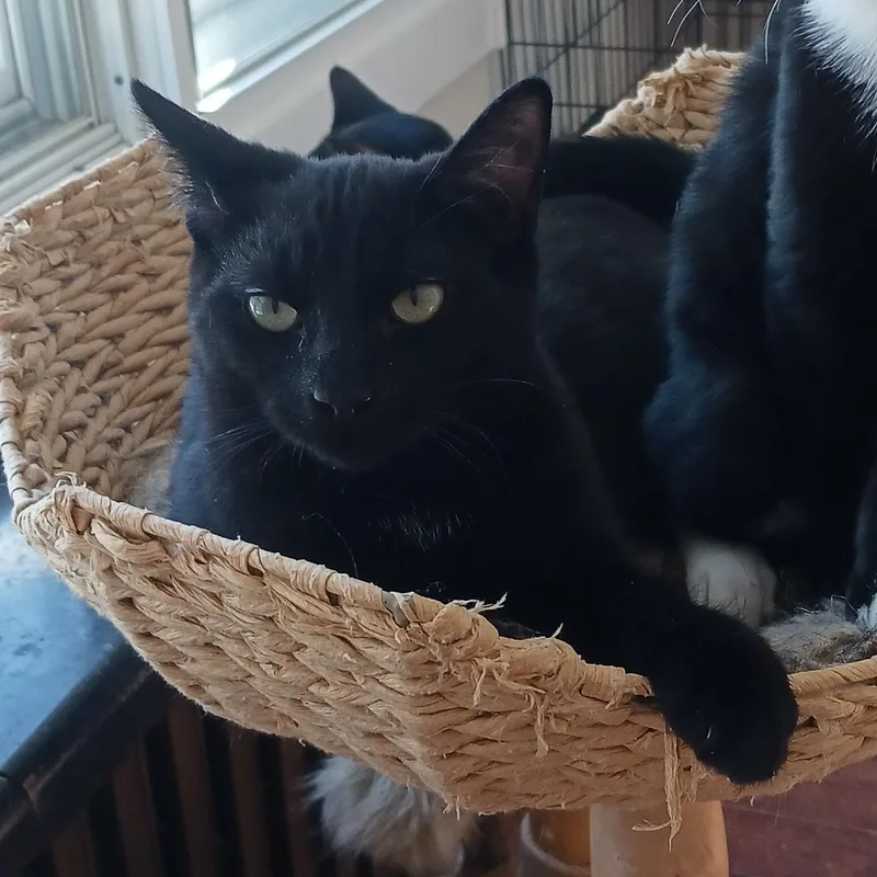 A baby medium-sized male Black Domestic Short Hair cat named Nike B. Funny for adoption in New York, NY