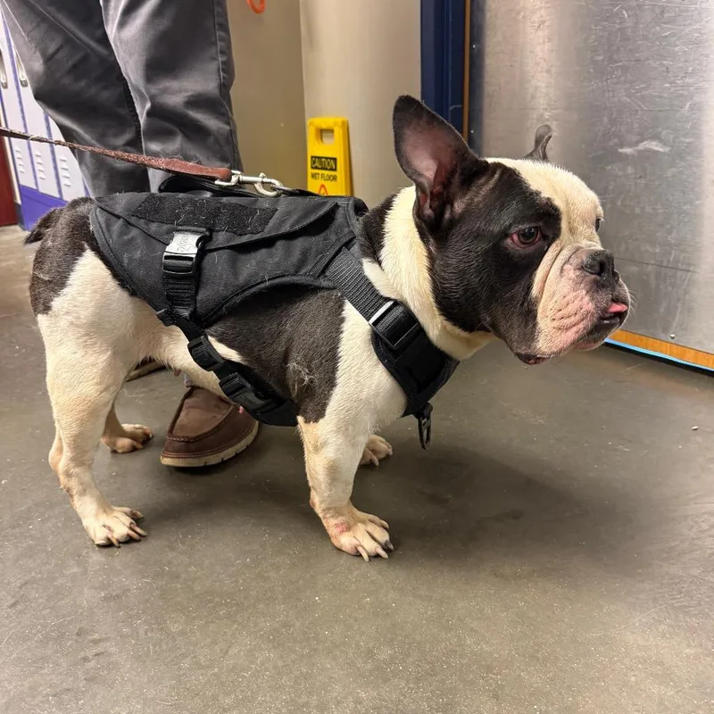 An adult medium-sized female Black English Bulldog dog named Bianca for adoption in Newark, DE