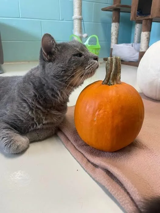 Denzel Pawshington thumbnail 2