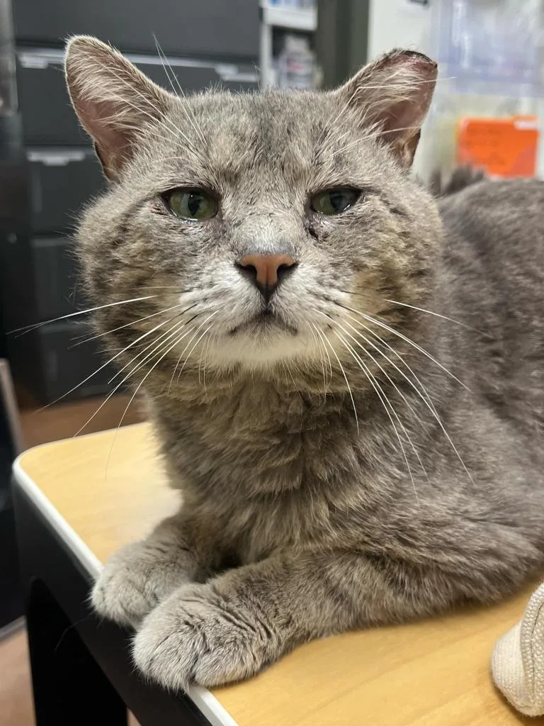 Denzel Pawshington thumbnail 3